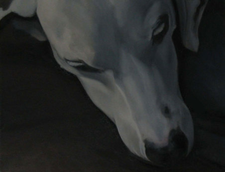 Overhead view of face of sleeping Dalmatian.